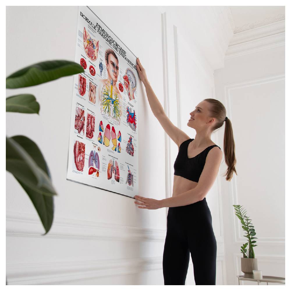 Sport Tec Lehrtafel "Die Atmungsorgane", LxB 100x70 cm VIP-Rabatte