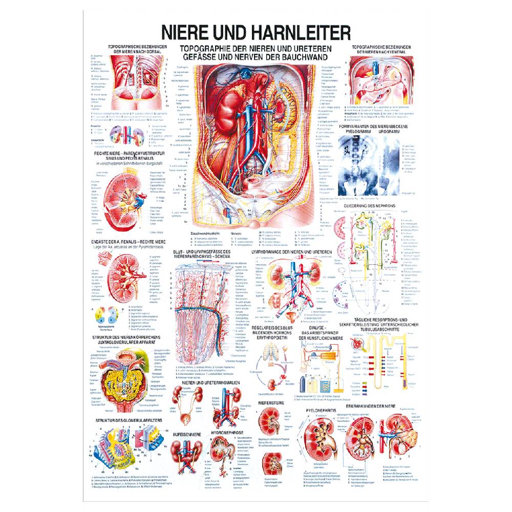 Sport Tec Lehrtafel "Niere u. Harnleiter", LxB 100x70 cm Tiefpreis