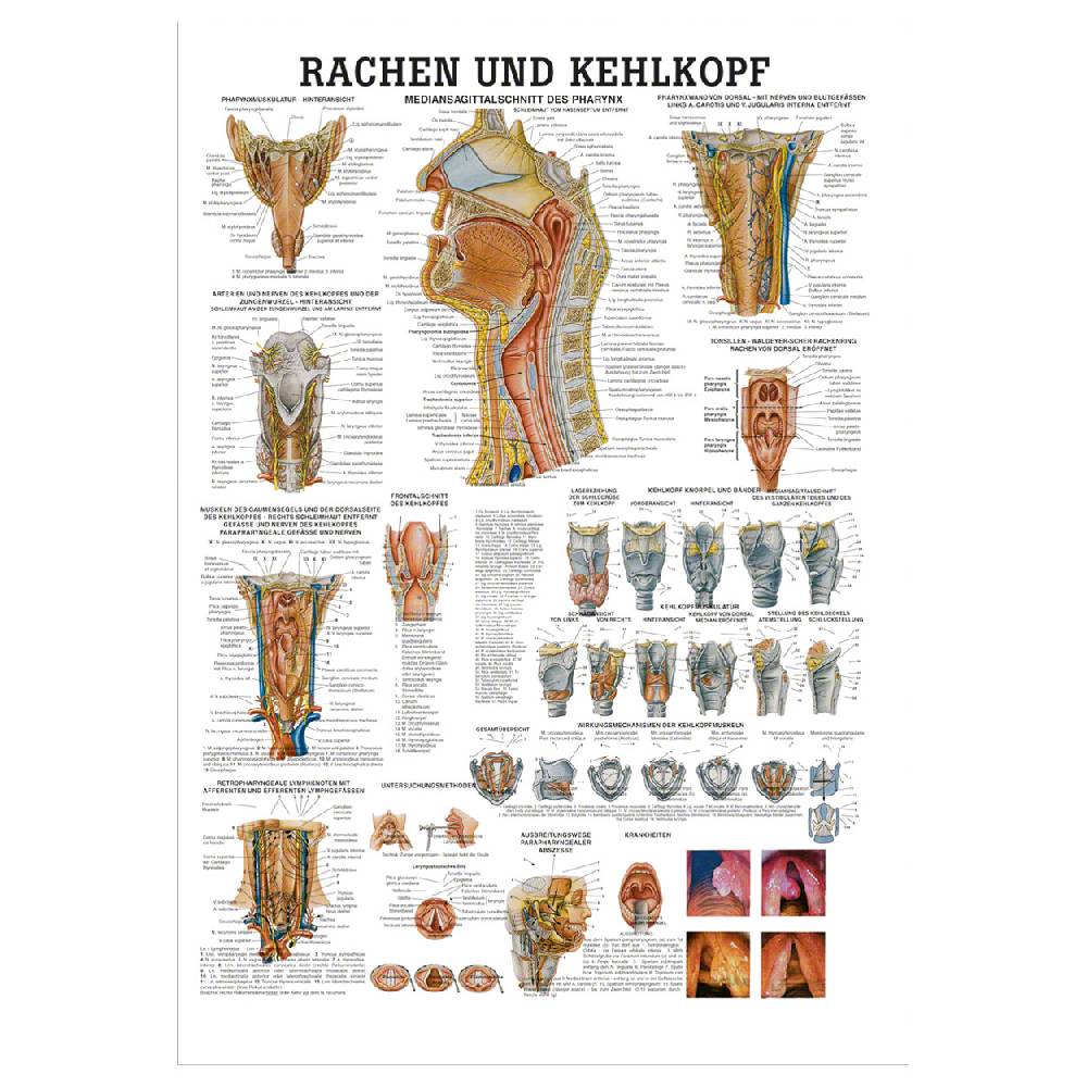 Sport Tec Lehrtafel "Rachen u. Kehlkopf", LxB 100x70 cm Super Sparpreis