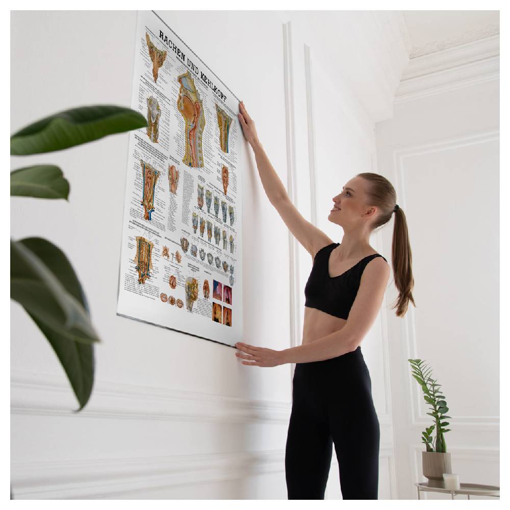 Sport Tec Lehrtafel "Rachen u. Kehlkopf", LxB 100x70 cm Super Sparpreis