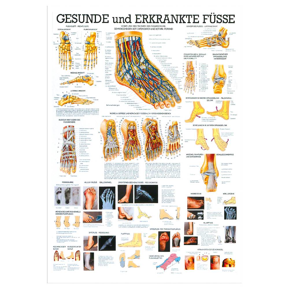 Sport Tec Lehrtafel "Der Fuß", LxB 100x70 cm Wochenangebot