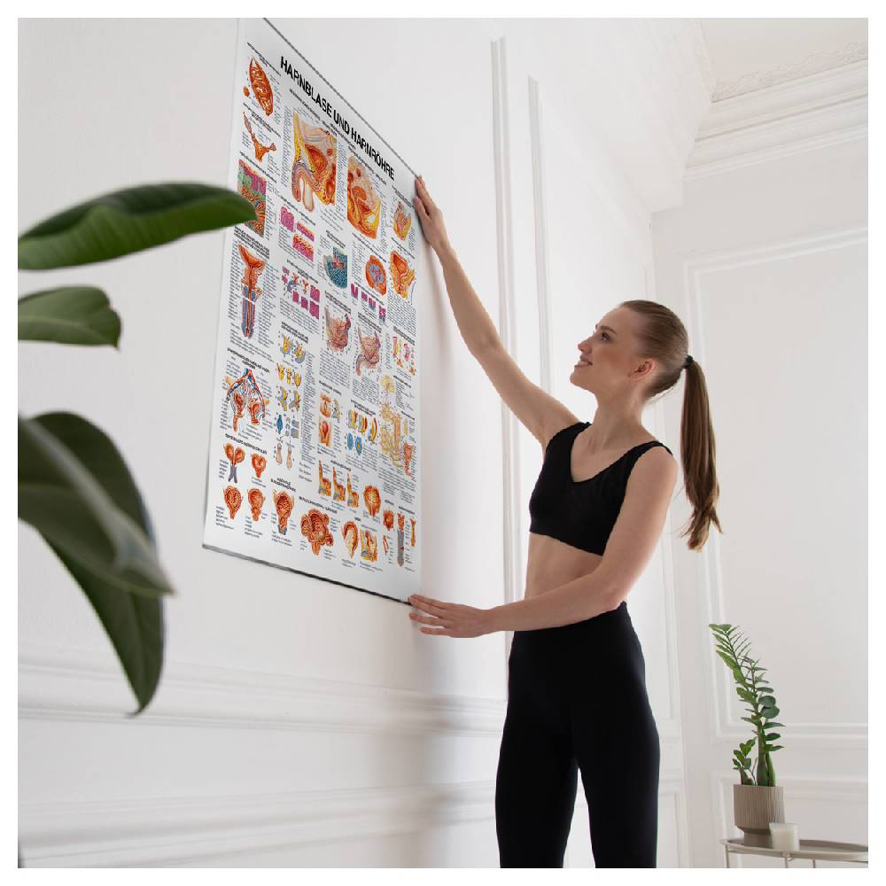 Sport Tec Lehrtafel "Harnblase u. Harnröhre", LxB 100x70 cm Kostenlose Rückgabe