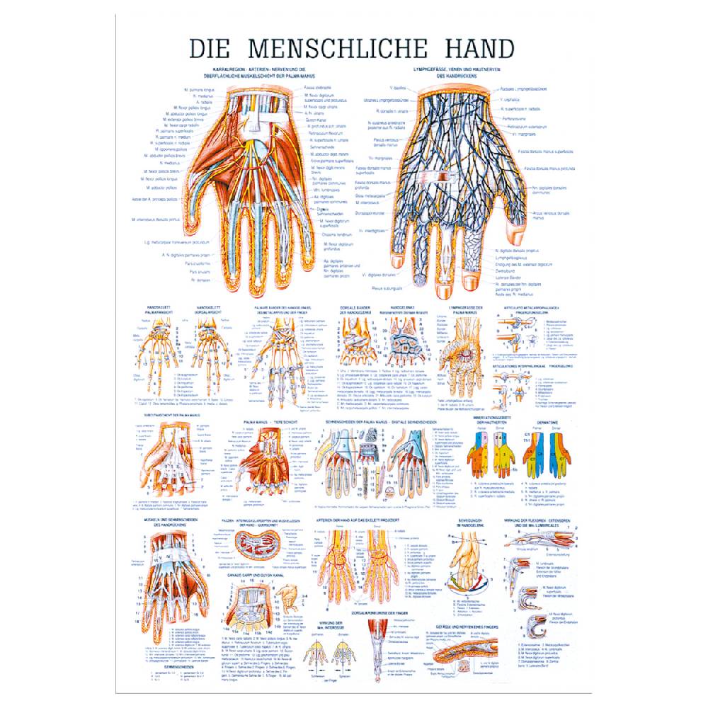 Sport Tec Lehrtafel "Die Hand", LxB 100x70 cm