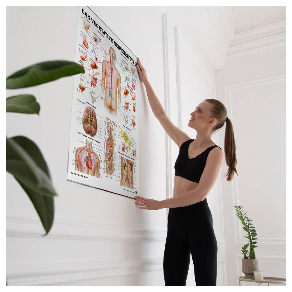 Sport Tec Lehrtafel "Vegetatives Nervensystem", LxB 100x70 cm Letzter Tag