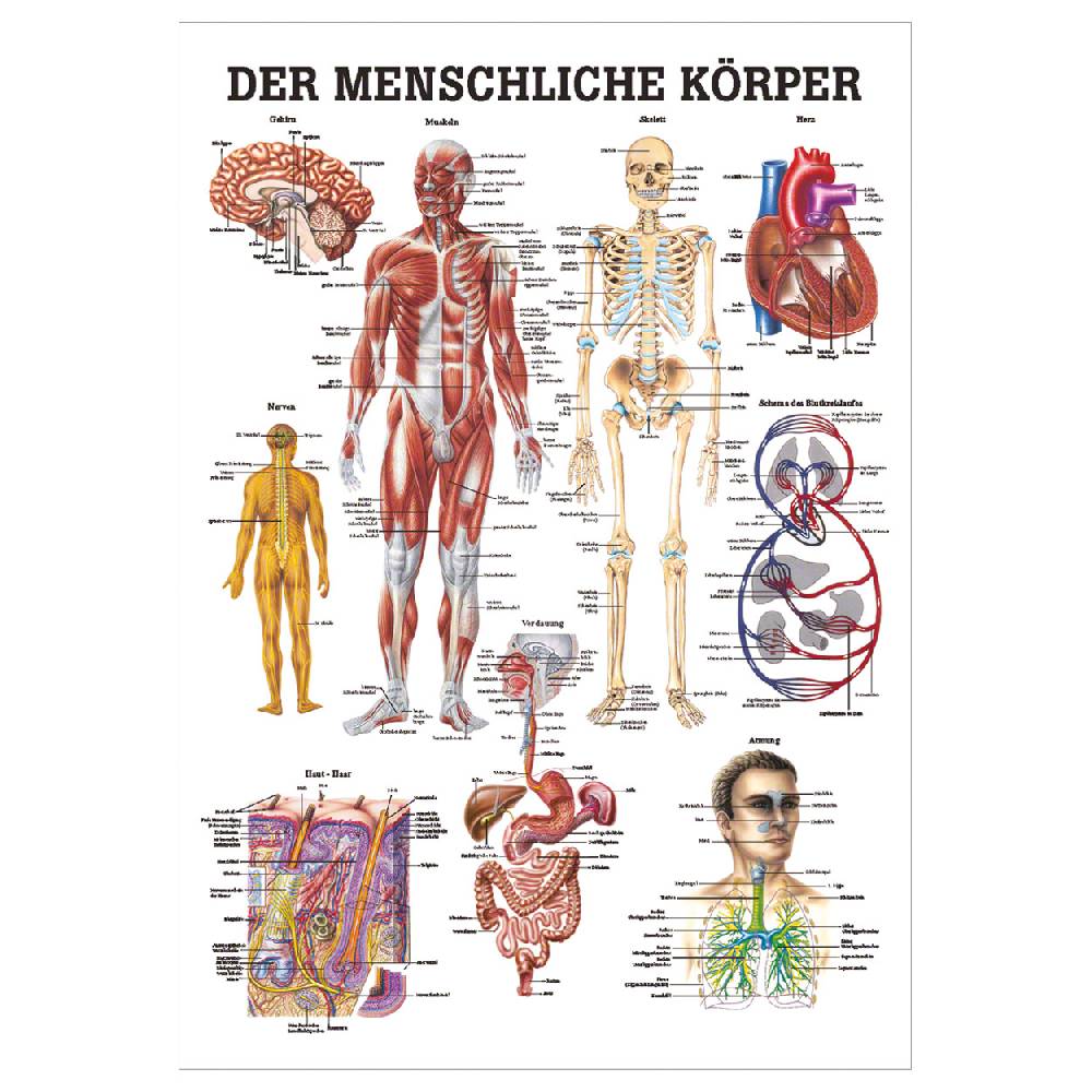 Sport Tec Lehrtafel "Der menschliche Körper", LxB 100x70 cm