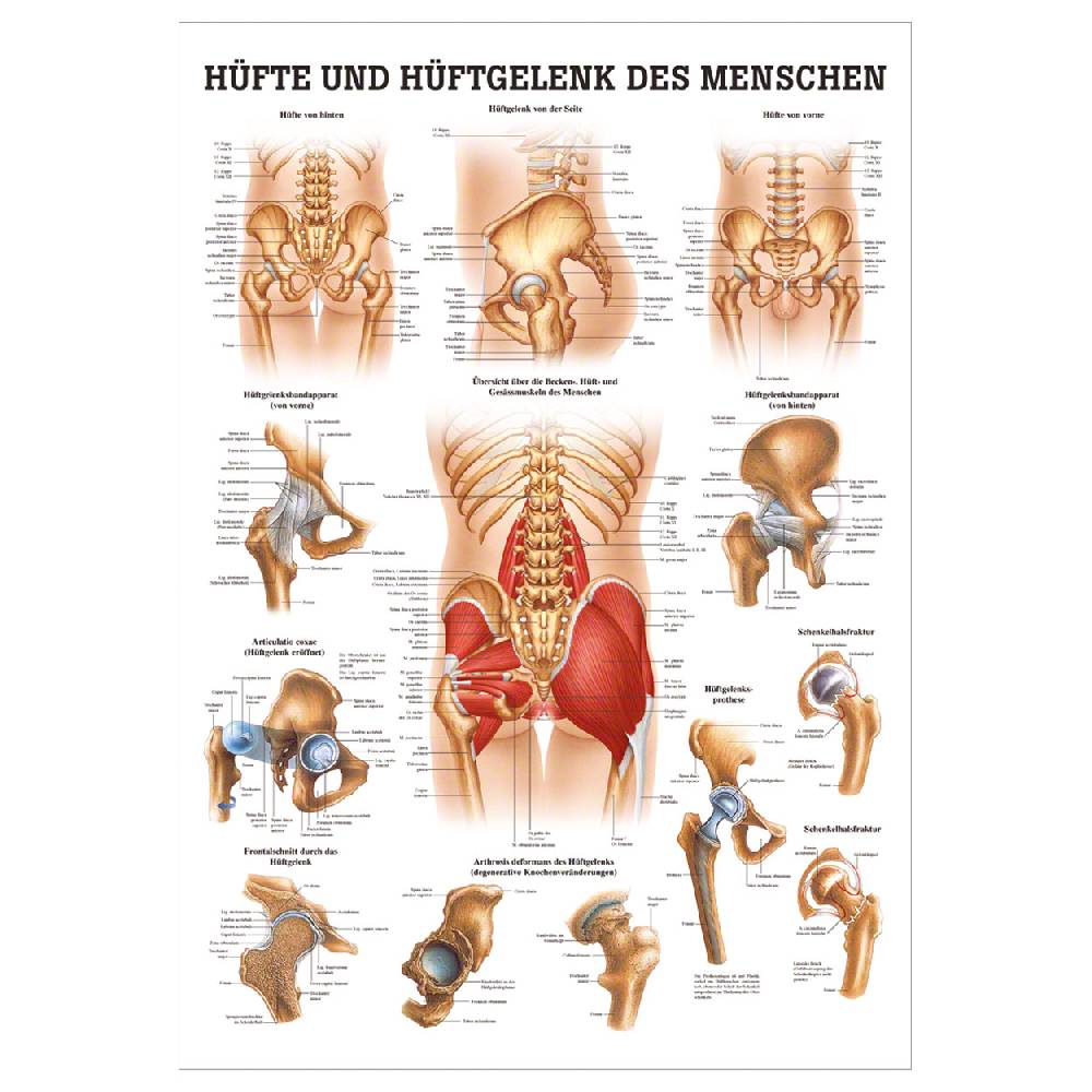 Sport Tec Lehrtafel "Hüfte und Hüftgelenk", LxB 100x70 cm Bis zu 65% Rabatt