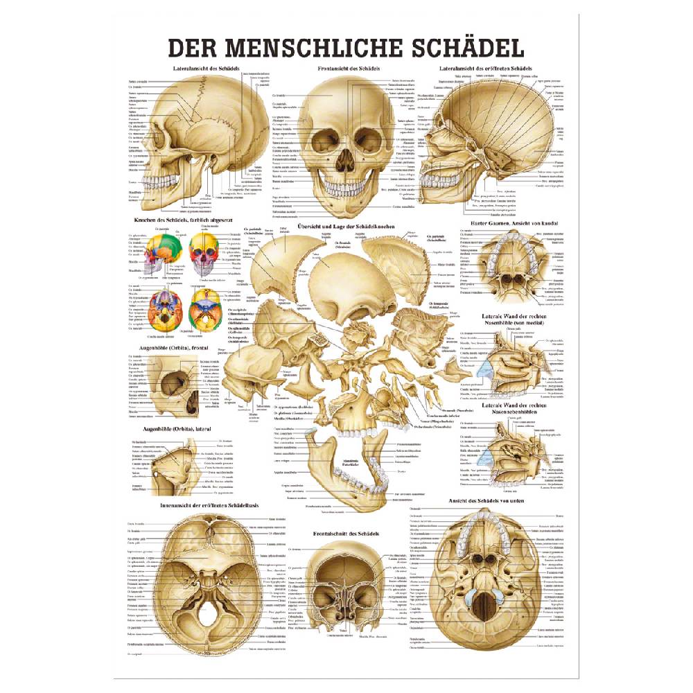 Sport Tec Lehrtafel "Schädel und Schädelknochen", LxB 100x70 cm Nur für heute