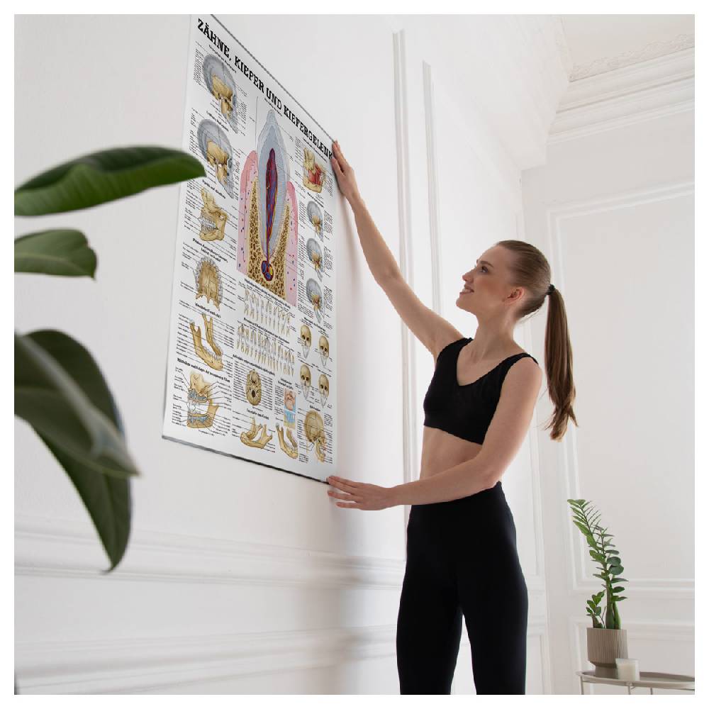 Sport Tec Lehrtafel "Zähne und Kiefergelenk", LxB 100x70 cm Sonderangebot der Fabrik