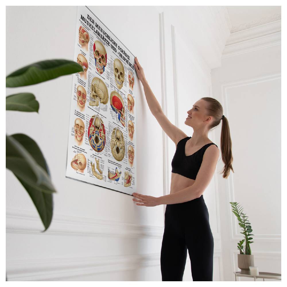 Sport Tec Lehrtafel "Der Schädel - Muskelansätze und Ursprünge", LxB 100x70 cm Vierteljährliche Förderung