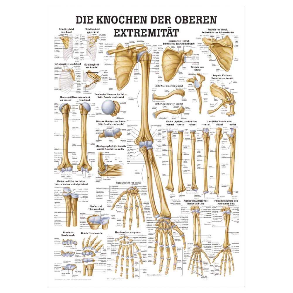 Sport Tec Lehrtafel "Die Knochen der oberen Extremität", LxB 100x70 cm Bis zu 55% Rabatt