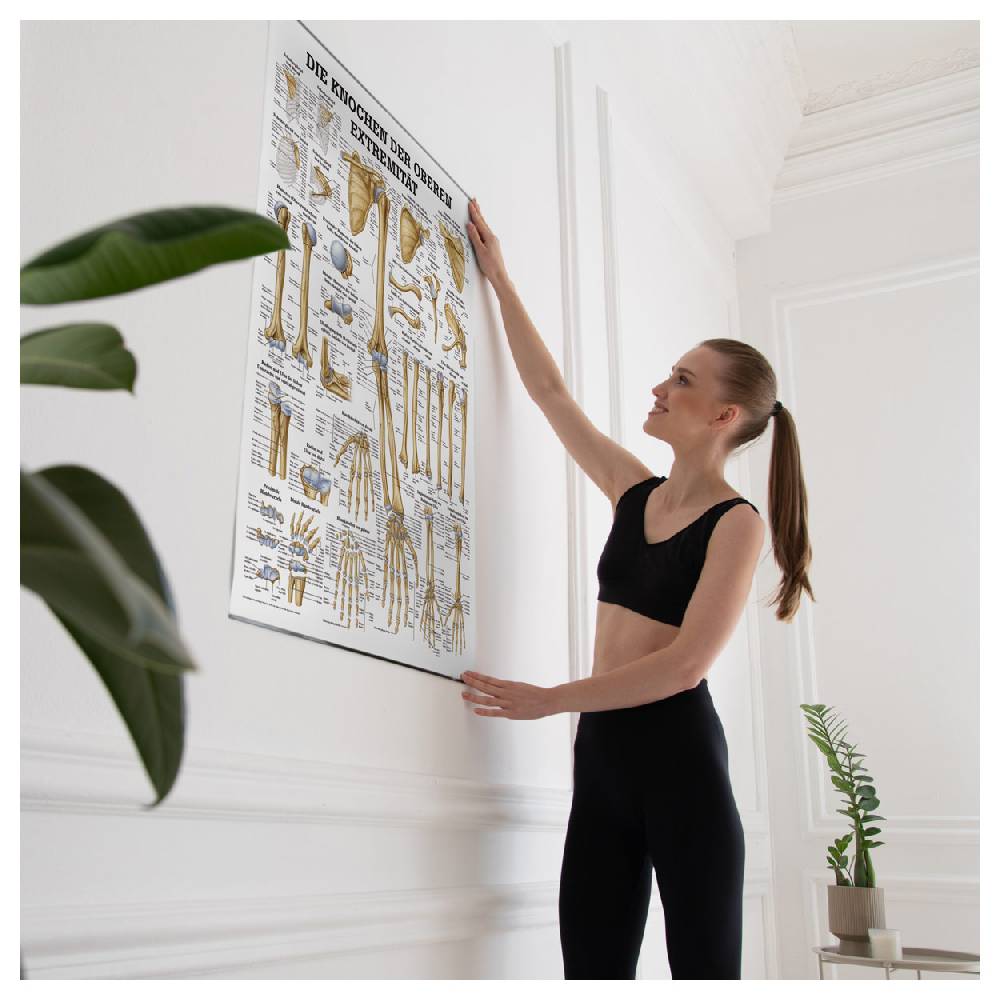Sport Tec Lehrtafel "Die Knochen der oberen Extremität", LxB 100x70 cm Bis zu 55% Rabatt