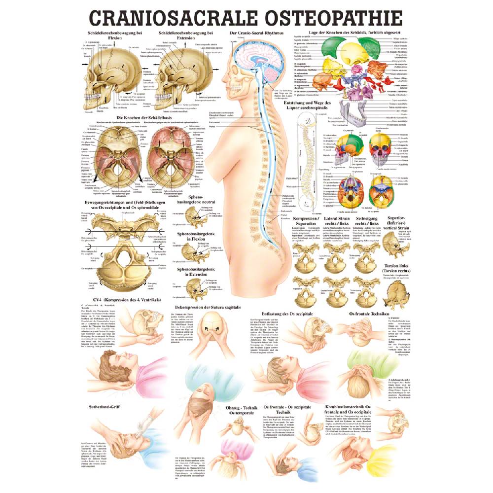 Sport Tec Lehrtafel "Craniosacrale Osteopathie" LxB 100x70 cm Nur noch ein Tag übrig