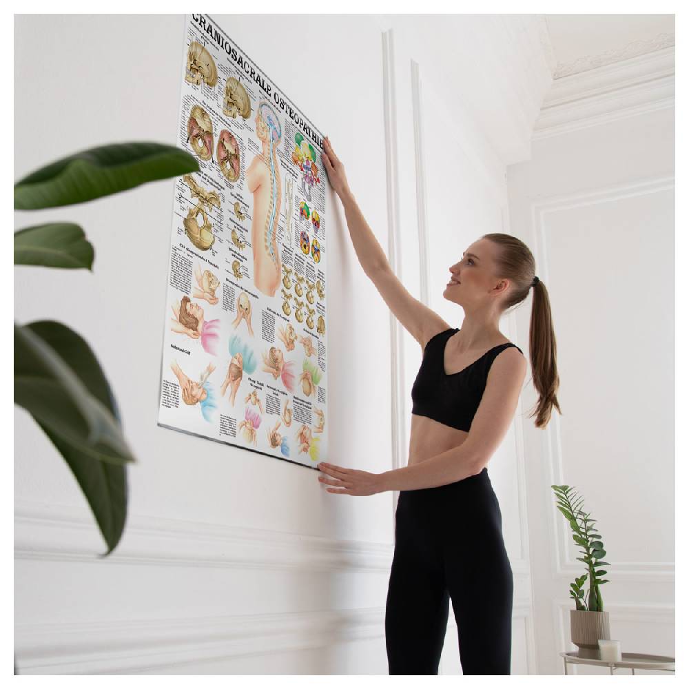 Sport Tec Lehrtafel "Craniosacrale Osteopathie" LxB 100x70 cm Nur noch ein Tag übrig